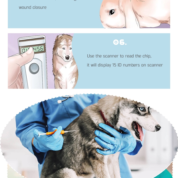 Grafički prikaz koraka koji pokazuje skener kako čita ID broj implantiranog RFID mikročipa za životinje nakon veterinarske injekcije.