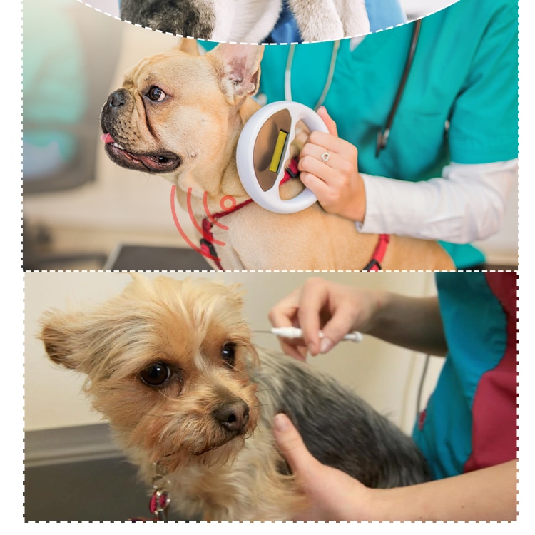 Fotografija koja prikazuje veterinara kako skenira psa i priprema injekciju na drugom ljubimcu, demonstrirajući klinički tok rada sa RFID mikročipovima za životinje.