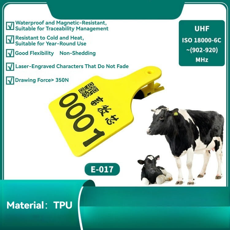 Ova fotografija sa farme prikazuje odrasla goveda koja nose veliku žutu E017 RFID ušnu markicu za digitalnu evidenciju i daljinsko praćenje.
